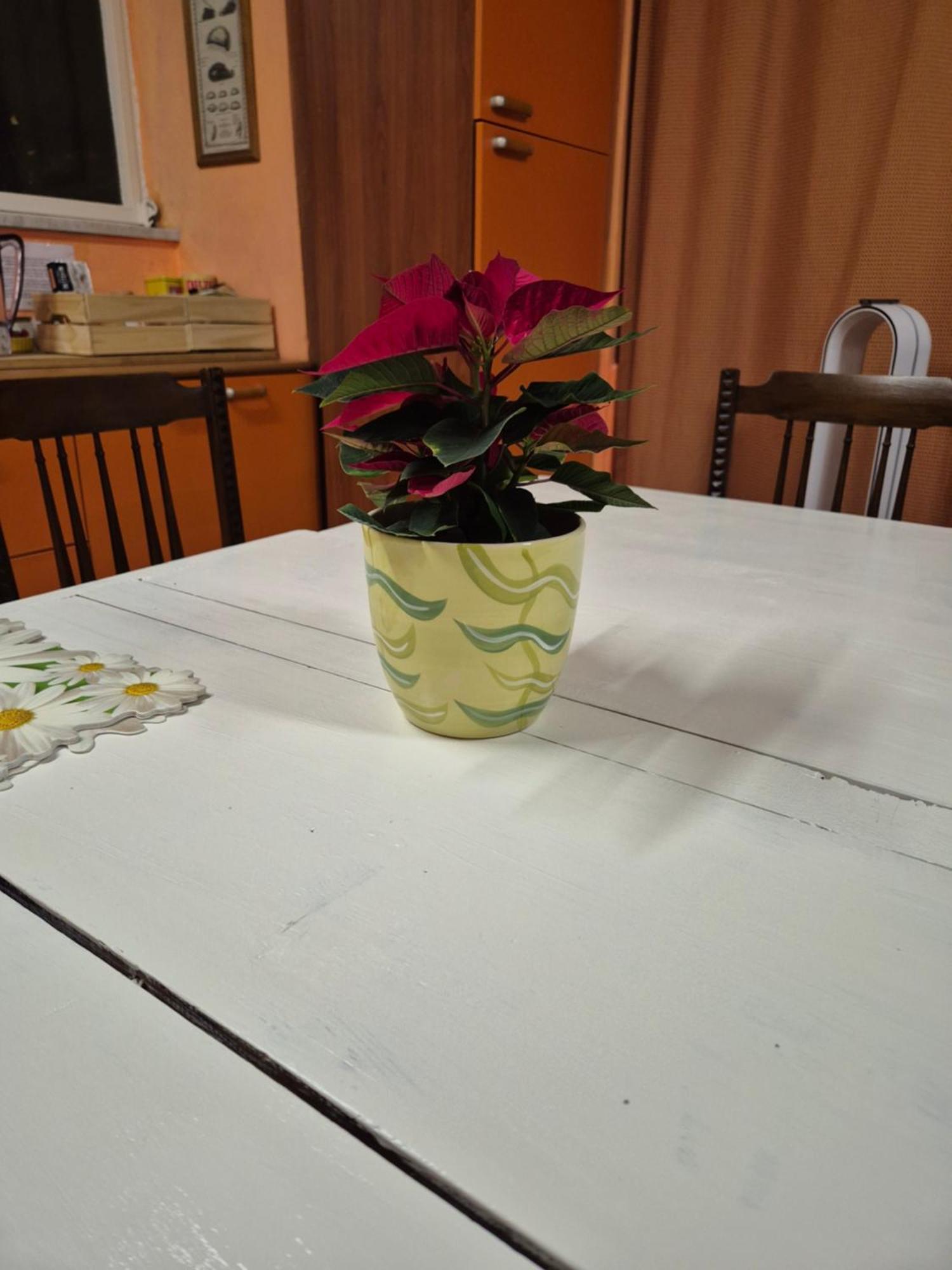 Apartament Laya Valentina
